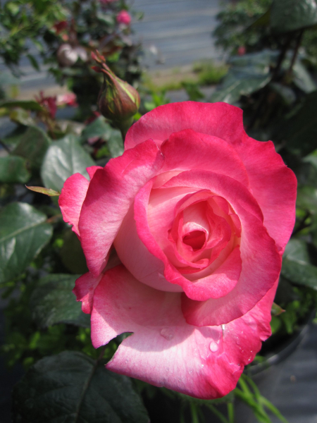 Edelrose Leo Ferre
